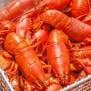 Lobster