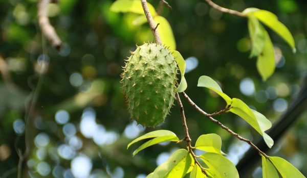 Soursop